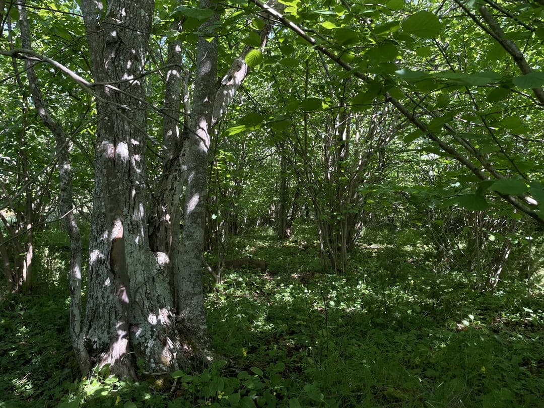Place image